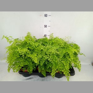 Adiantum raddi. 'Fragrans'