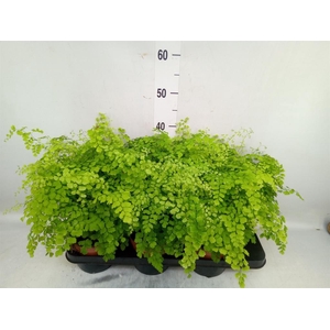 Adiantum raddi. 'Fragrans'