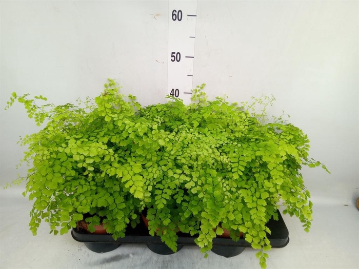 <h4>Adiantum raddi. 'Fragrans'</h4>