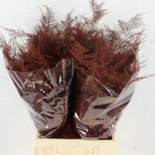 <h4>ASP OV KLB BORDEAUX</h4>