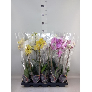 Phalaenopsis   ...mix  6
