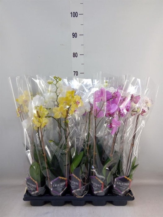 <h4>Phalaenopsis   ...mix  6</h4>
