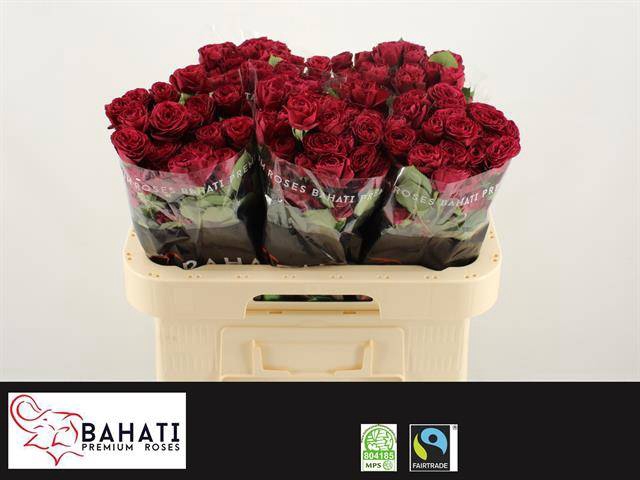<h4>R TR RED TRENDSETTER RED</h4>