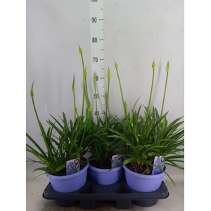 Agapanthus  'Crystal Line'