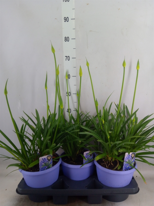 <h4>Agapanthus  'Crystal Line'</h4>