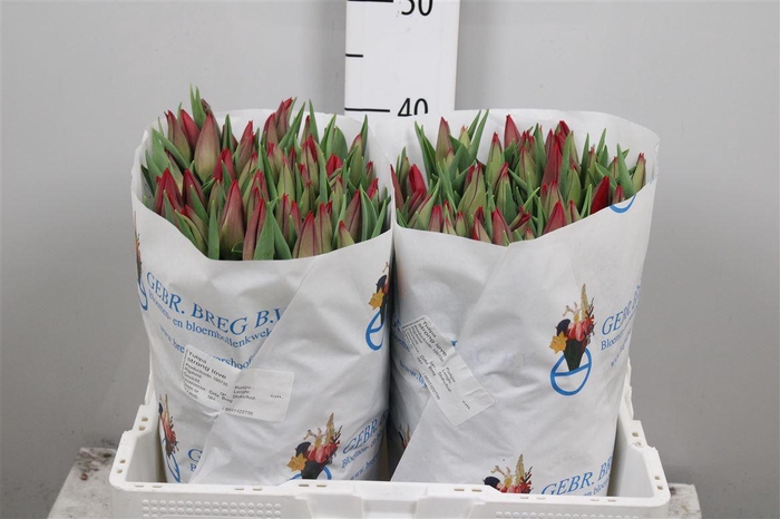 <h4>Tu En Strong Love</h4>