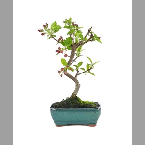 MALUS DOMESTICA OV