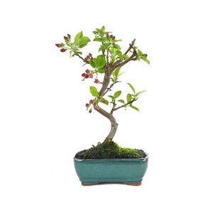 MALUS DOMESTICA OV