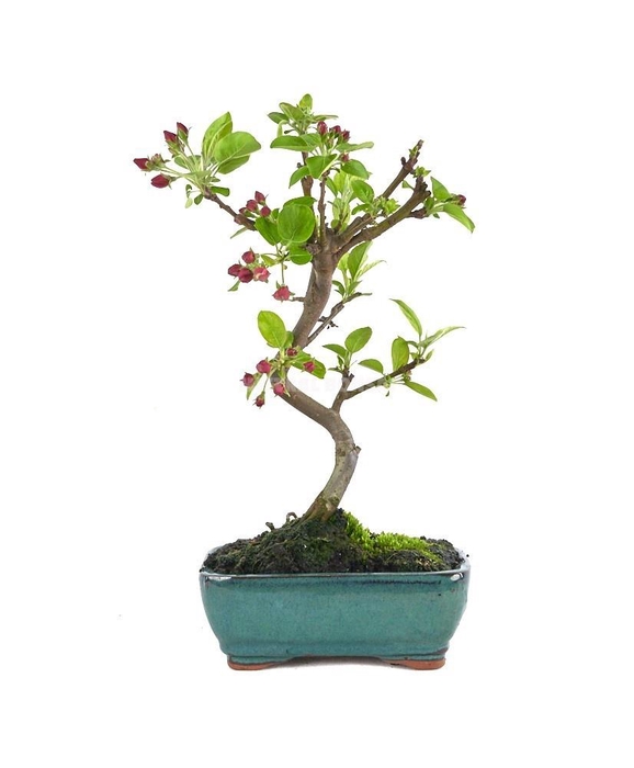 <h4>MALUS DOMESTICA OV</h4>