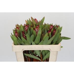 Protea Robijn