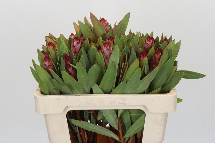 Protea Robijn