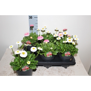 BELLIS PERENNIS GEM