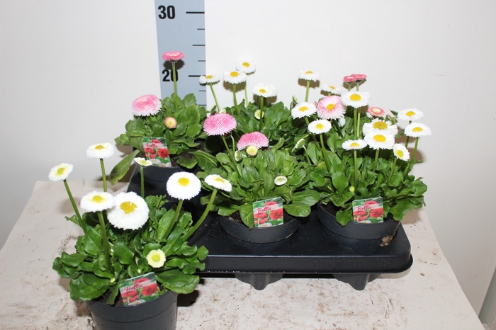 <h4>BELLIS PERENNIS GEM</h4>