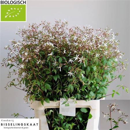 <h4>Gillenia Trifoliata</h4>