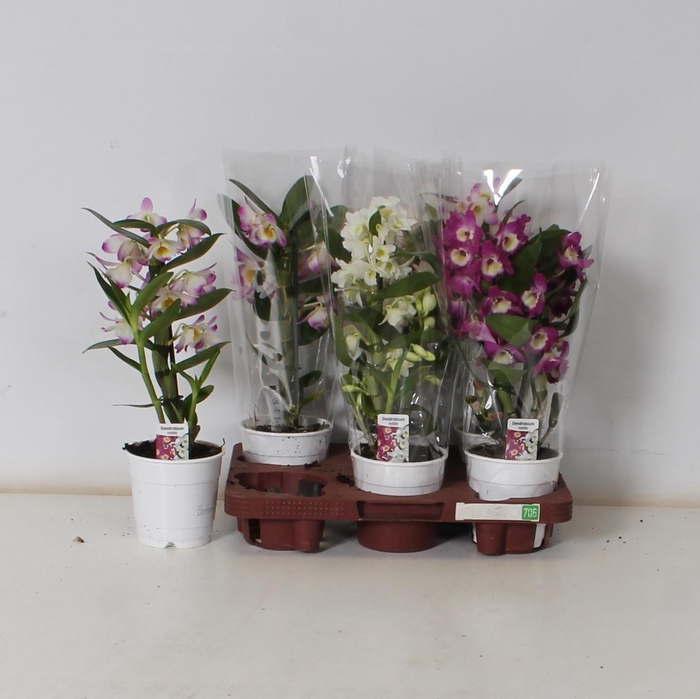 <h4>DENDR N GEM</h4>