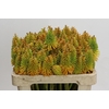 Kniphofia Eycone Peach