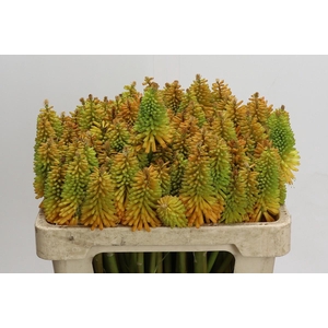Kniphofia Eycone Peach