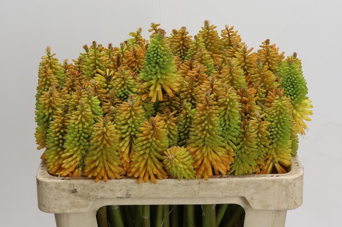 <h4>Kniphofia Eycone Peach</h4>