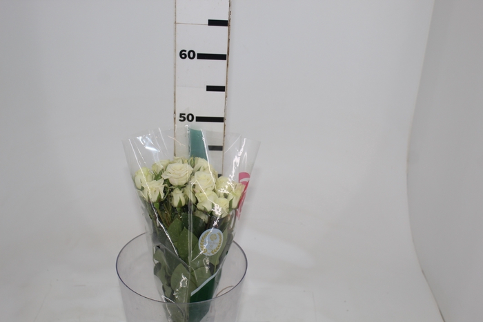 <h4>ROSA SPRAY FLOREANA 040 CM BRANCO</h4>