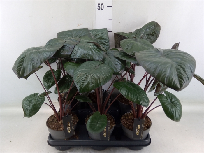 <h4>Alocasia   ...</h4>