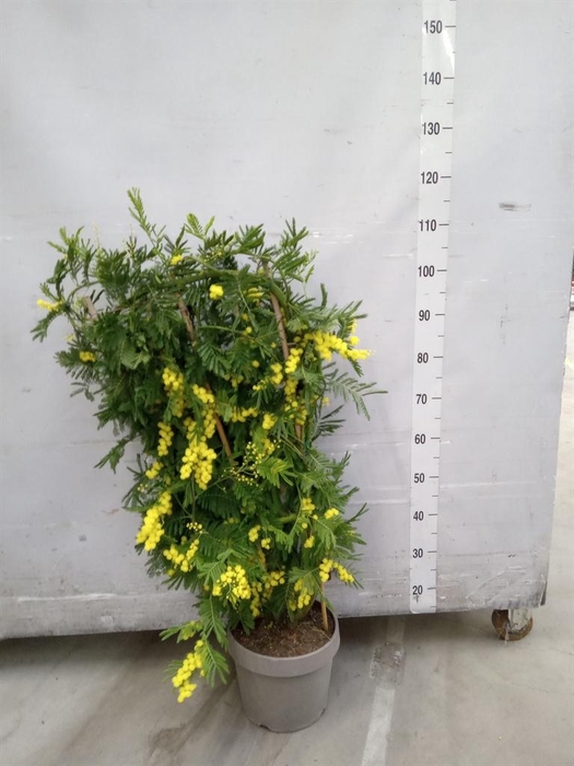 <h4>Acacia paradoxa</h4>