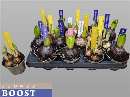 <h4>Bolbloemen Gem</h4>