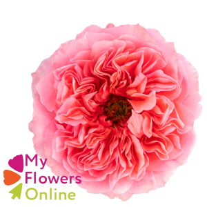 R Gr Candy Xpression Pink 50cm EC