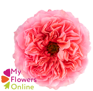 <h4>R Gr Candy Xpression Pink 50cm EC</h4>