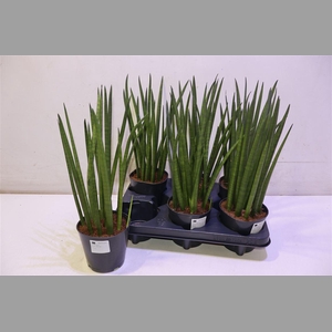 Sansev Cylindrica Ov