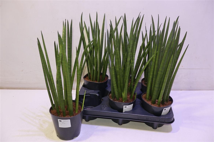 <h4>Sansev Cylindrica Ov</h4>