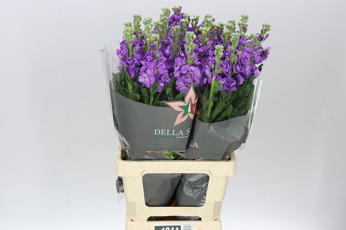 <h4>Matthiola Purple It. Imp</h4>