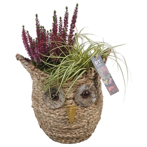 Arr.   Tuinplanten L%