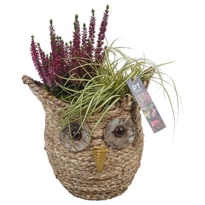 <h4>Arr.   Tuinplanten L%</h4>