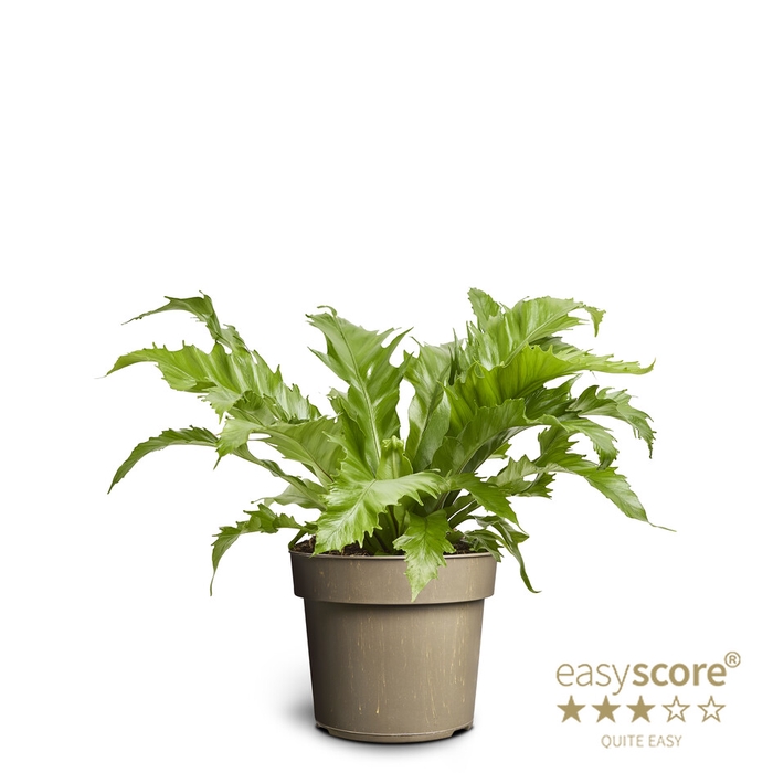 <h4>ASPLENIUM NIDUS p17</h4>