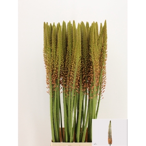 EREMURUS CLEOPATRA