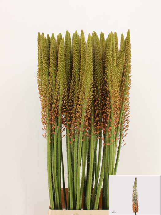 <h4>EREMURUS CLEOPATRA</h4>