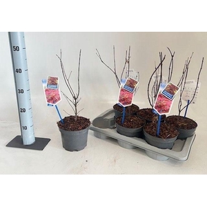 Acer Pa Atropurpureu