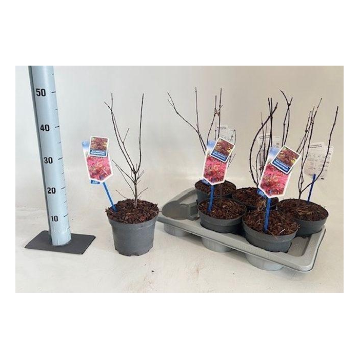 <h4>Acer Pa Atropurpureu</h4>