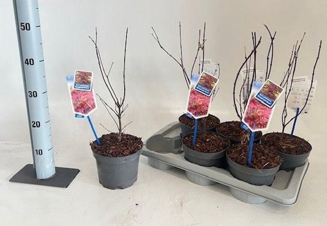 Acer Pa Atropurpureu