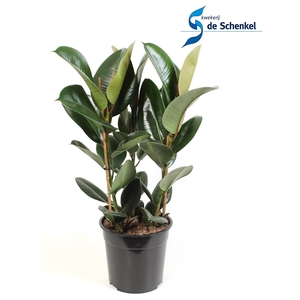 Ficus elastica Robusta toef 3 stekken pp