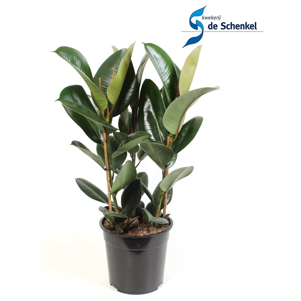 <h4>Ficus elastica Robusta toef 3 stekken pp</h4>