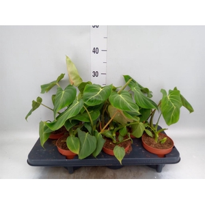 Philodendron gloriosum