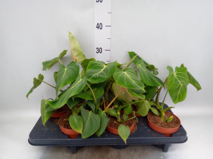 <h4>Philodendron gloriosum</h4>