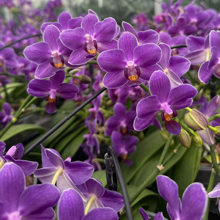 <h4>Phalaenopsis</h4>