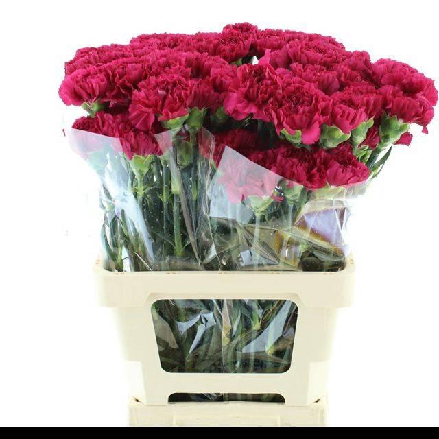 <h4>DI ST AGLIANICO X 160</h4>