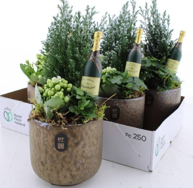 <h4>ARR KAMERPL</h4>