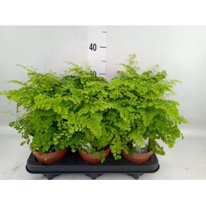 Adiantum raddi. 'Fritz-Luthi'