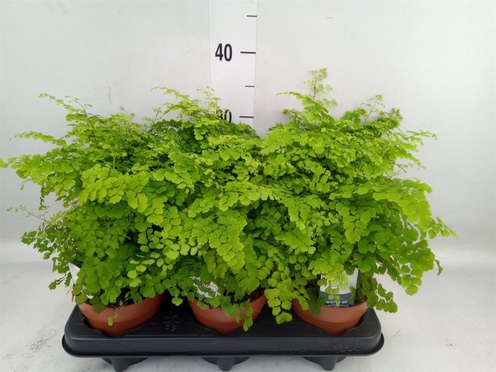 <h4>Adiantum raddi. 'Fritz-Luthi'</h4>