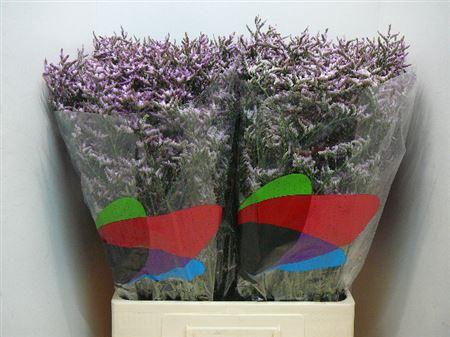 <h4>Lim Saf Lilac</h4>