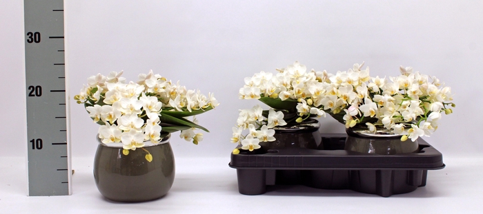 <h4>Phal Mf An Nazare</h4>